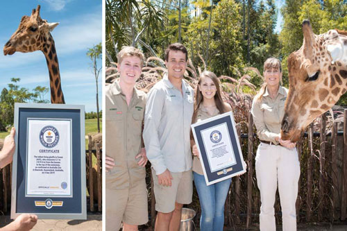 Hươu cao cổ cao nhất thế giới lập kỷ lục Guiness đáng kinh ngạc