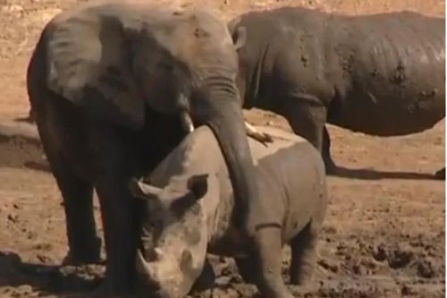 Khoảng khắc 'tan chảy' trong thế giới tự nhiên: Voi ôm tê giác