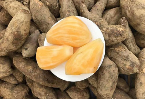 Hà Nội: Chị em mê tít đặc sản Lào Cai giá rẻ như khoai