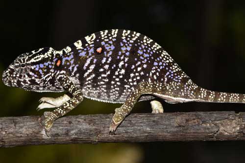 Tắc kè tưởng đã tuyệt chủng bất ngờ tái xuất sau 100 năm