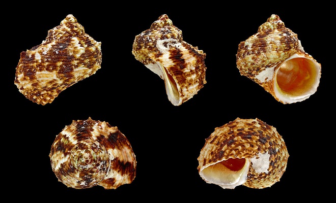 Những loài ốc biển chứa độc tố gây chết người