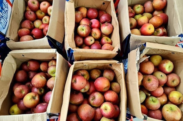 ‘Vén màn’ sự thật táo đá Hà Giang siêu rẻ