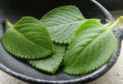 4 bài thuốc trị ho được dân gian tin dùng, cả trẻ nhỏ cũng sử dụng được