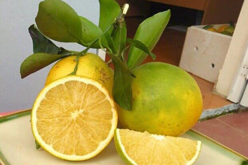 Cam Cao Phong đang vào mùa, đây là bí quyết giúp chị em chọn được những quả ngon ngọt nhất