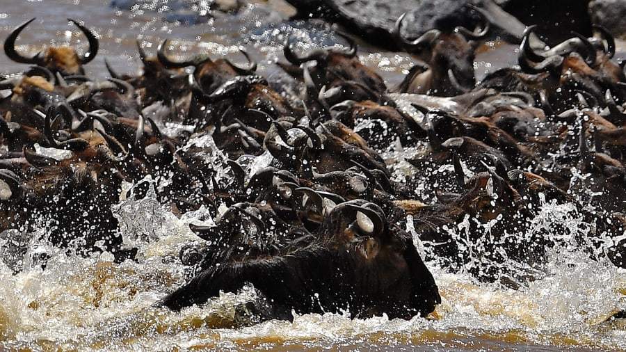 Cuộc di cư của các loài động vật bên trong khu bảo tồn ở Kenya