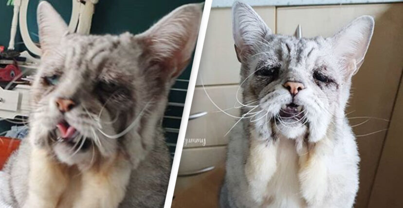 Gặp gỡ con mèo sở hữu gương mặt buồn chán nhất thế giới