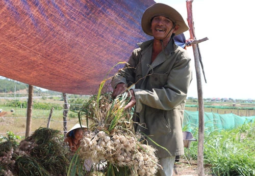 Cây tỏi đang góp phần xóa đói, giảm nghèo, nâng cao thu nhập cho người dân (Ảnh TL).