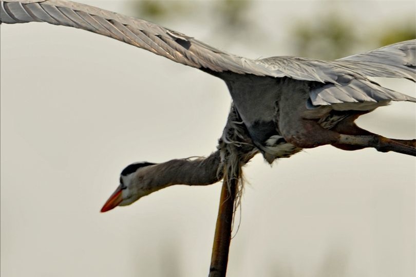 Kinh hãi khi phát hiện con lươn bật khỏi cổ họng của chim diệc khi nó đang bay