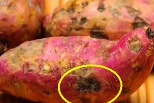 Thấy khoai lang có dấu hiệu đặc biệt này, hãy bỏ ngay lập tức, cố ăn sẽ rước bệnh vào người