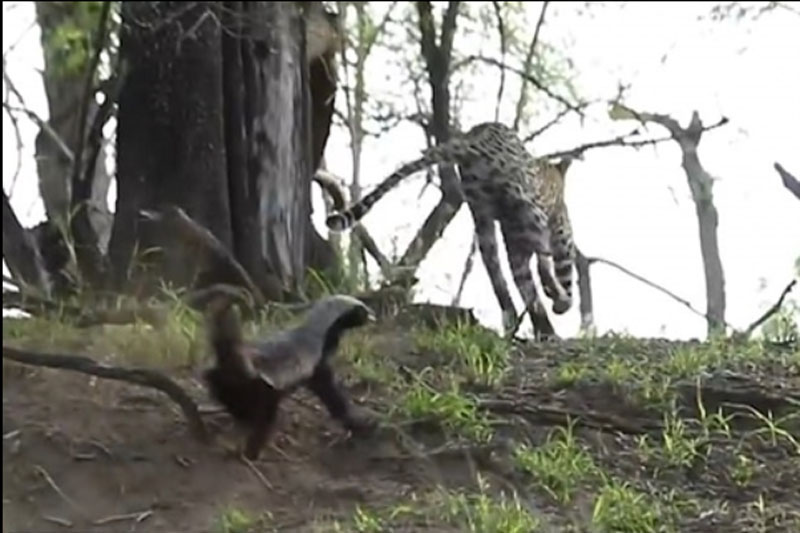 Báo đốm chạy "vỡ mật” khi chạm mặt “khắc tinh"