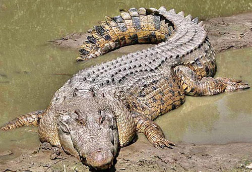 Nước mắt cá sấu giúp bôi trơn thức ăn?