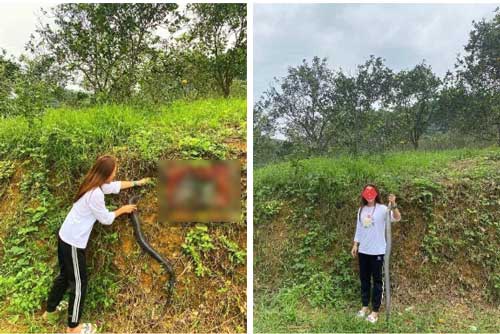 Cô gái tay không bắt rắn khiến ai cũng "mắt chữ A mồm chữ O": Người đâu mà mạnh bạo thế?