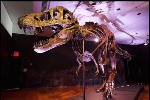 Hoá thạch khủng long đắt nhất vừa bán hơn 740 tỷ