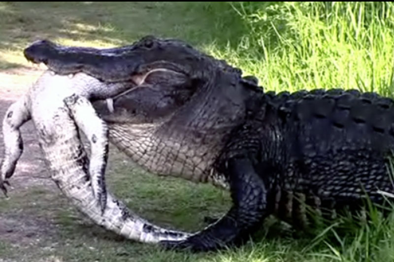 Cá sấu khổng lồ xơi tái đồng loại