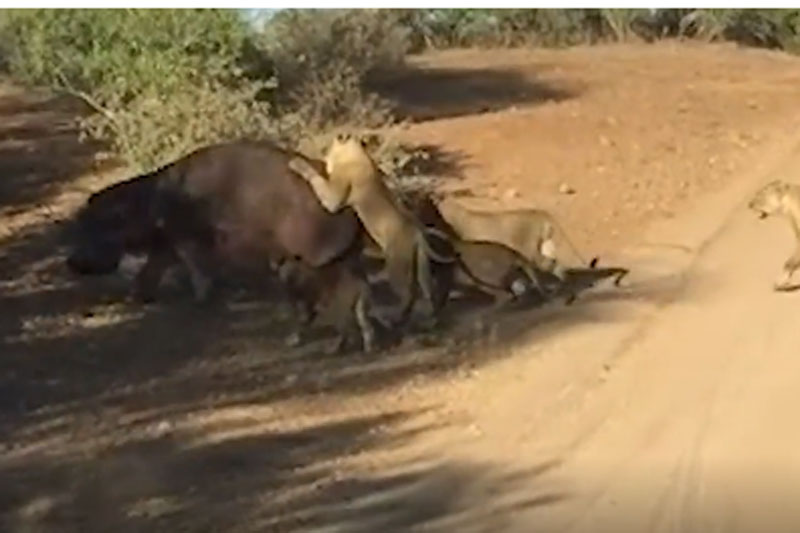 Số phận thảm thương của hà mã khi tham chiến với đàn sư tử