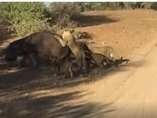 Số phận thảm thương của hà mã khi tham chiến với đàn sư tử