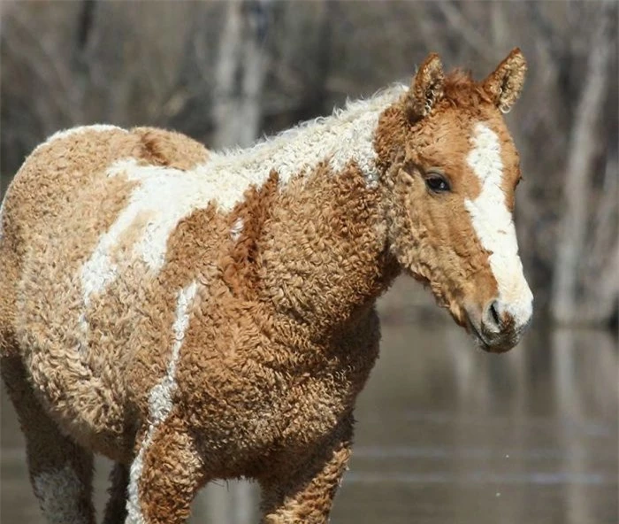Cận cảnh ngựa lông xoăn Bashkir kỳ lạ nhất thế giới