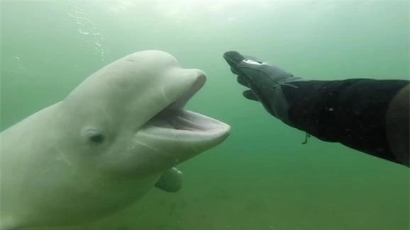 Cuộc chạm trán bất ngờ giữa thợ lặn và cá voi Beluga
