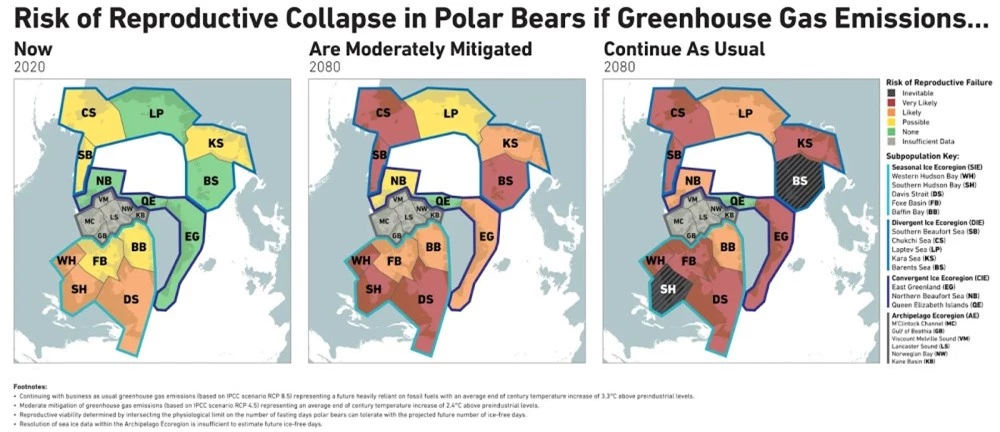 Gấu Bắc cực sẽ biến mất vào năm 2100? - 2