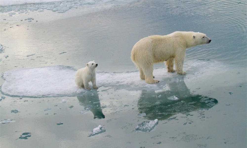 Gấu Bắc cực sẽ biến mất vào năm 2100? - 3