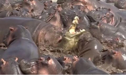 Cá sấu "thoi thóp" khi bị cả đàn hà mã tấn công