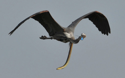 Kinh hoàng khoảnh khắc con lươn xé toạc diều chim săn mồi để thoát thân