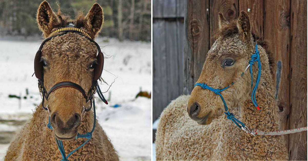 Cận cảnh giống ngựa có bộ lông xoăn kỳ lạ nhất thế giới