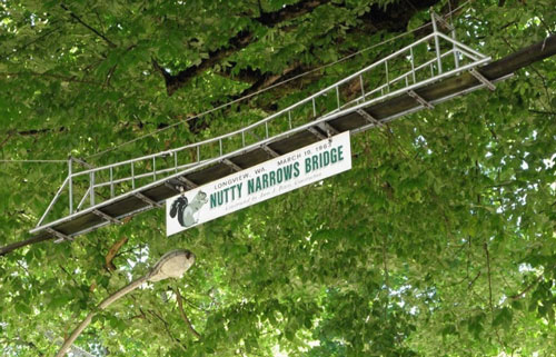 Điều đặc biệt về cây cầu chỉ dành riêng cho sóc tại Mỹ