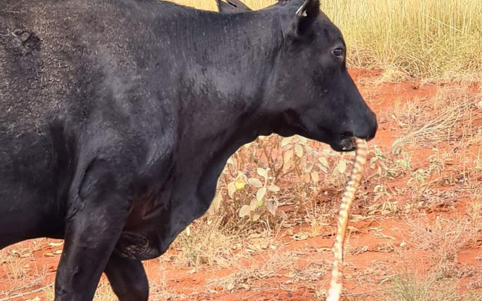 Bò Úc nhai rắn như nhai kẹo cao su khiến nhiều người kinh hãi