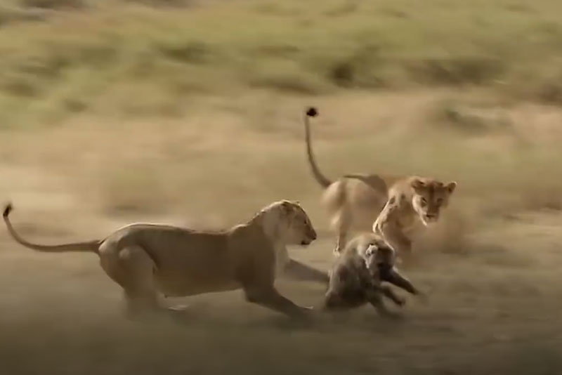Định ăn thịt sư tử con, linh cẩu phải trả giá bằng mạng sống