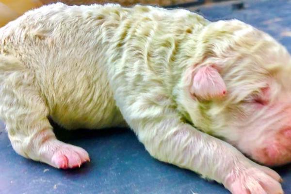 Chuyện lạ: Con chó  có bộ lông màu xanh lá cây được sinh ra ở Italia