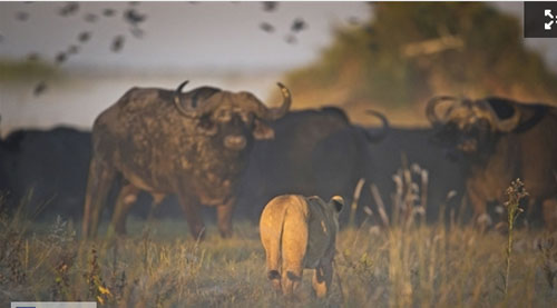 Săn trâu lớn, đôi sư tử đói nhận cái kết đầy nhục nhã