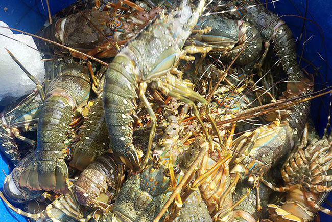 Trắng tay vi tôm hùm chết sau lũ, người nuôi khóc cạn nước mắt