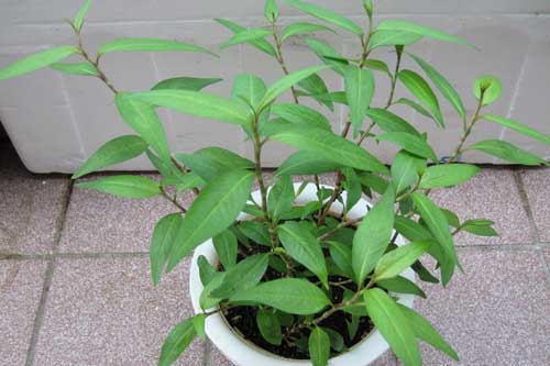 Kỹ thuật trồng cây rau răm trong chậu