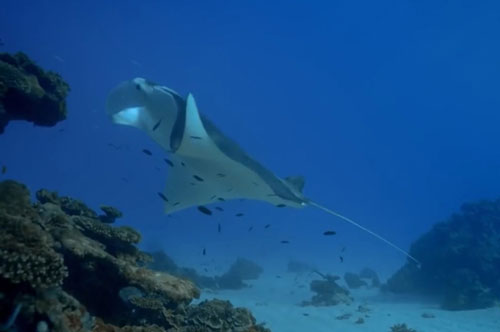 CLIP: Bên trong các 'thẩm mỹ viện' dưới đáy đại dương có gì? 