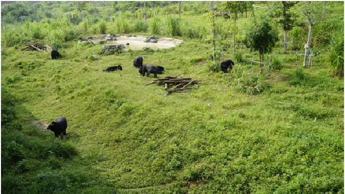 Cơ sở bảo tồn gấu Ninh Bình