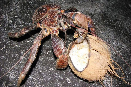 CLIP: Loài cua khổng lồ chuyên leo cây hái dừa ở Indonesia