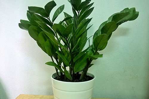 6 loại cây thường gặp có thể gây hại cho sức khỏe của bạn, khiến ai cũng bất ngờ