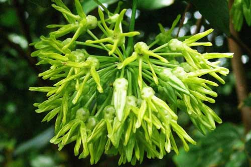 Kỹ thuật trồng cây hoa Thiên lý và mẹo để hoa nở nhiều qua các năm