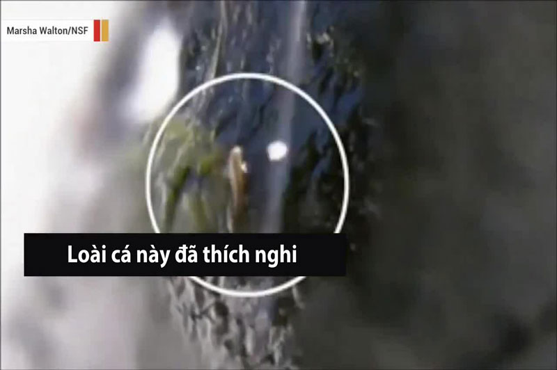 CLIP: Cá leo thác Nopoli - Vận động viên leo núi cừ khôi trong thế giới tự nhiên