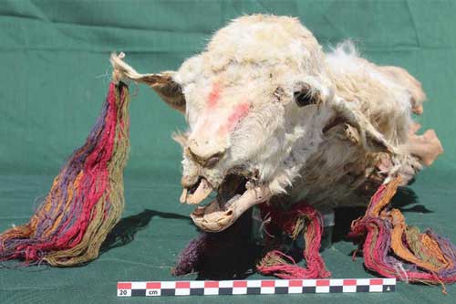 Rùng mình trước sinh vật hiến tế vẫn như còn sống sau 500 năm