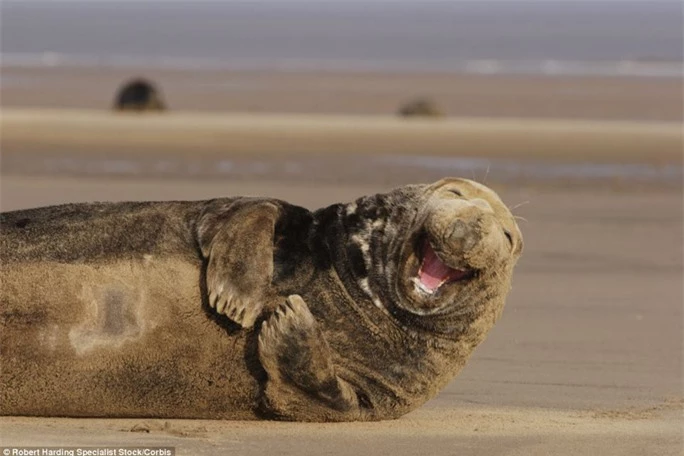 Nụ cười hải cẩu: Chú hải cẩu đực trưởng thành có màu xám cực đẹp bị “chộp” lại khoảnh khắc như thể đang cười nắc nẻ. Bức ảnh được thực hiện tại Donna Nook, Lincolnshire (Anh)