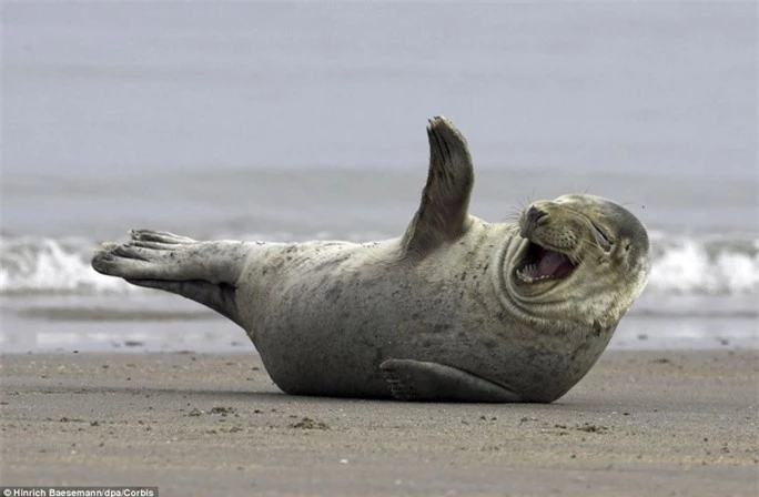Vẫy chào thân thiện: Còn chú hải cẩu này đang “tạo dáng” như vẫy chào với khuôn mặt tươi vui, hóm hỉnh tại bờ biển của đảo Helgoland (Đức)