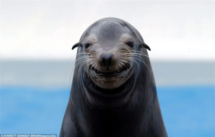 Nụ cười “toả nắng”: Chú hải cẩu có tên Mandi này đến từ thành phố Kamogawa, tỉnh Chiba (Nhật Bản). Chú ta đang cười rất “duyên” và rạng rỡ.