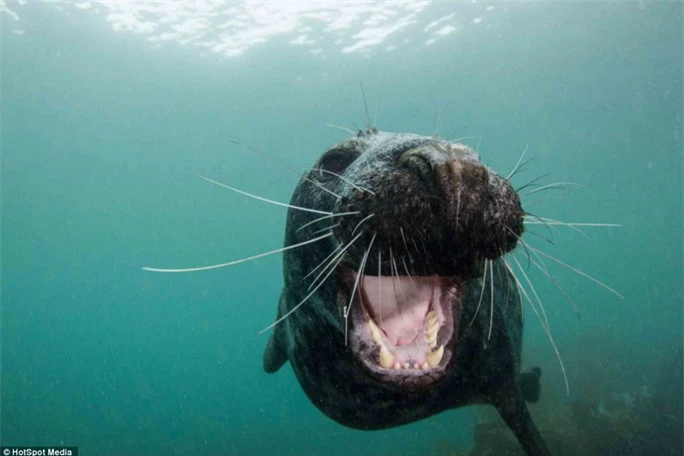 Nụ cười cận cảnh: Chú hải cẩu này có vẻ rất “khoái” Pash Baker khi nhiếp ảnh gia này đang tác nghiệp dưới nước. Nụ cười thân thiện là bằng chứng cho sự dễ mến, hiền lành và đáng yêu của loài vật này.