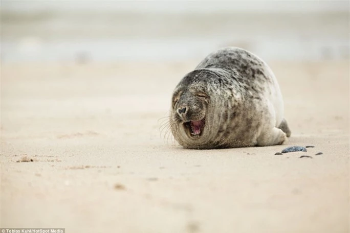 Ngày hạnh phúc: Nằm dài trên bãi cát, con hải cẩu này có vẻ như đang có một ngày lười biếng thư giãn thoải mái với nụ cười toe toét. Nụ cười này đã gây ấn tượng mạnh với nhiếp ảnh gia Tobias Kuhl tại Helgoland (Đức).