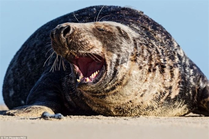 Xua tan mệt mỏi: Con hải cẩu đực này đang ngáp dài mệt mỏi sau cuộc rượt đuổi kiệt sức với đối thủ ở bãi biển Norfolk (Anh).
