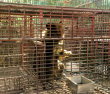 Chuyển giao 15 cá thể gấu về các trung tâm cứu hộ