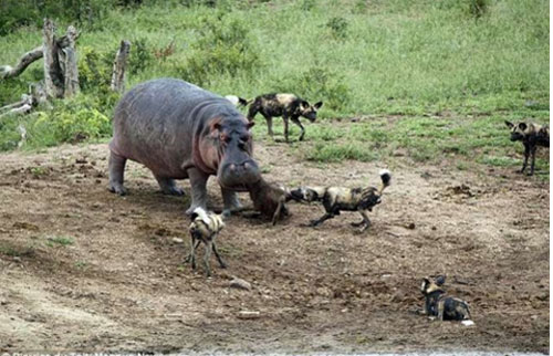 Hà mã và chó hoang đại chiến giành mồi: Kết hụt hẫng