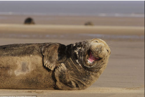 Ảnh: Hải cẩu cười nắc nẻ khiến du khách mê mệt